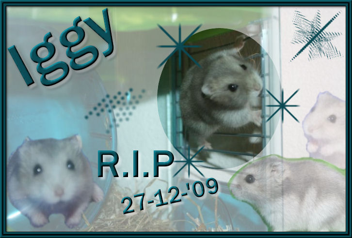 Iggy R.I.P Iggy R.I.P