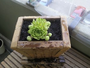 Plantje 003