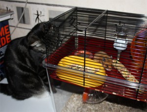 fidel_2