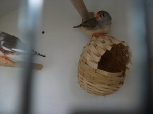 DSCF0270_800x600