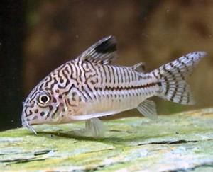 Corydoras_julii