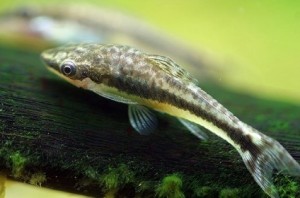 Otocinclus-affinis1