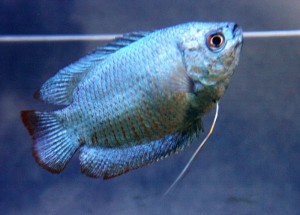 colisa_lalia_female